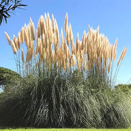 Paradisiaques, Boccacabana, *