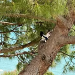 Paradisiaques, Boccacabana, * カンヌ