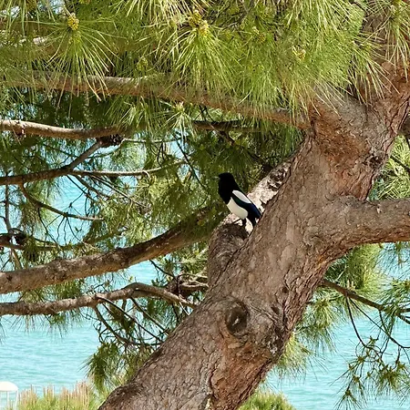Paradisiaques, Boccacabana, * Cannes